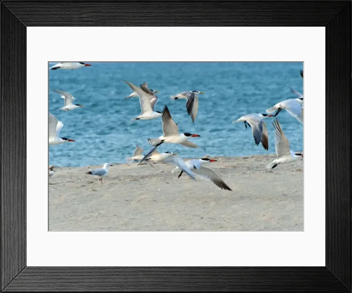 Framed Print : Picture No. 10947430 Framed Print : Picture No. 10947430