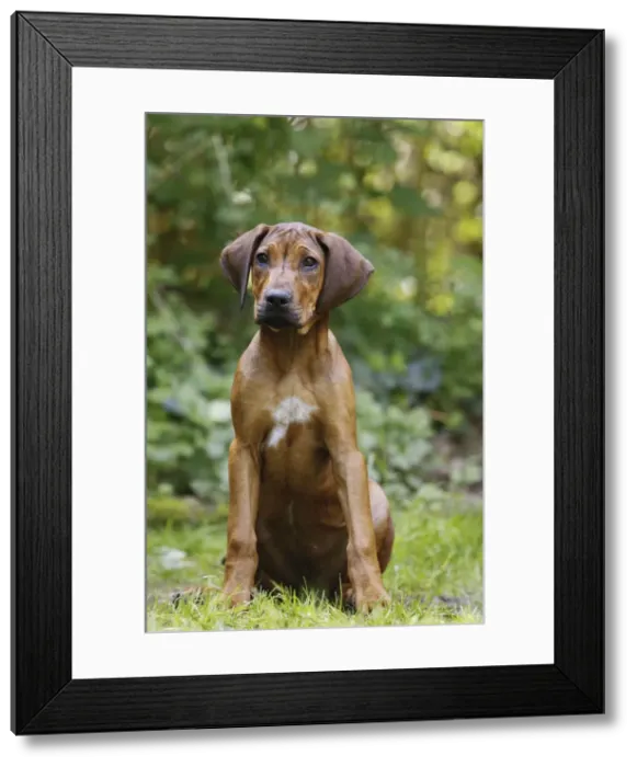 Framed Print : Picture No. 10922328 Framed Print : Picture No. 10922328