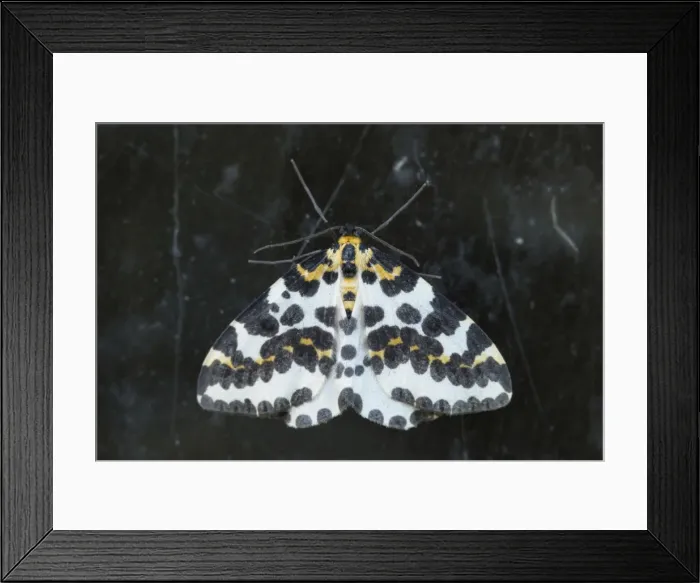 Framed Print : Picture No. 10947833 Framed Print : Picture No. 10947833