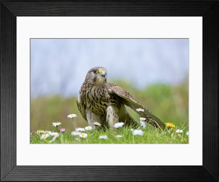 Framed Print : Picture No. 10947814 Framed Print : Picture No. 10947814