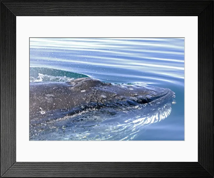 Framed Print : Picture No. 10947699 Framed Print : Picture No. 10947699