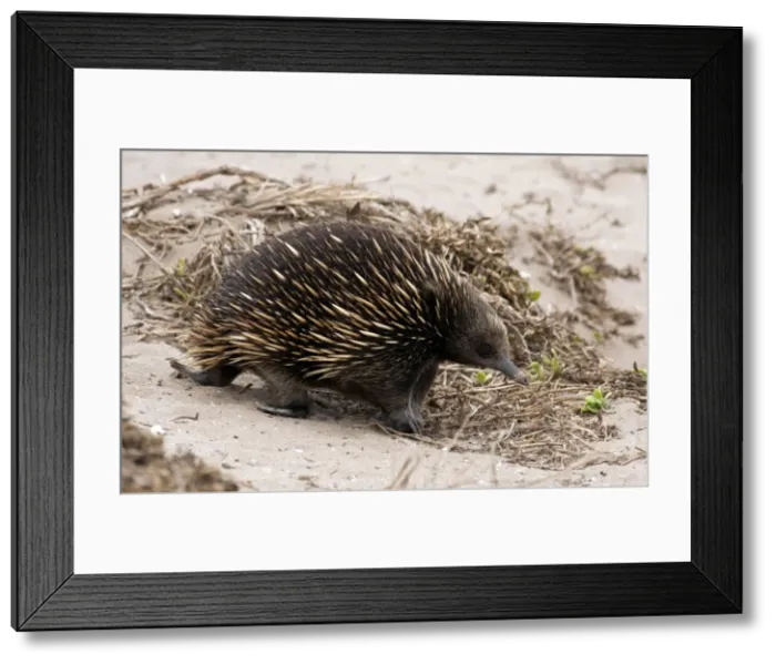 Framed Print : Picture No. 10947510 Framed Print : Picture No. 10947510