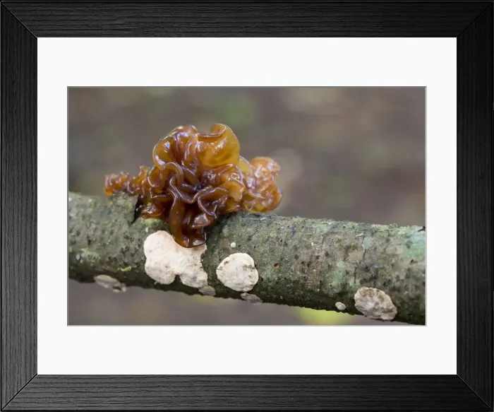 Framed Print : Picture No. 10947813 Framed Print : Picture No. 10947813