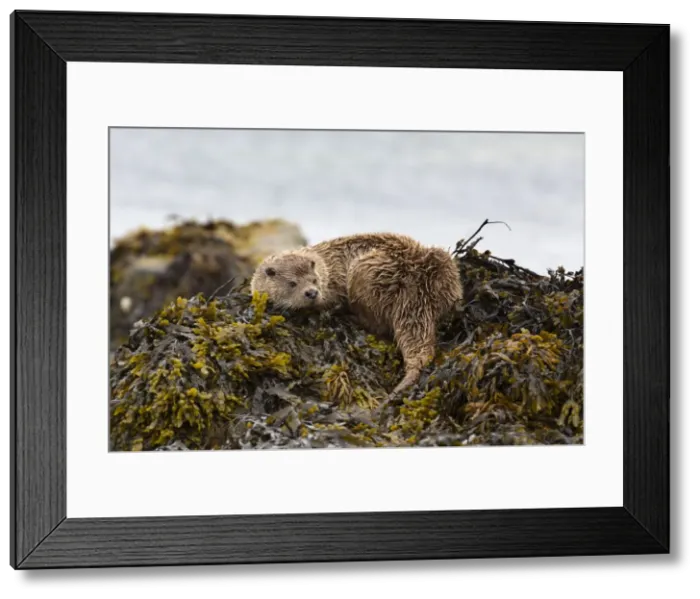 Framed Print : Picture No. 10947860 Framed Print : Picture No. 10947860