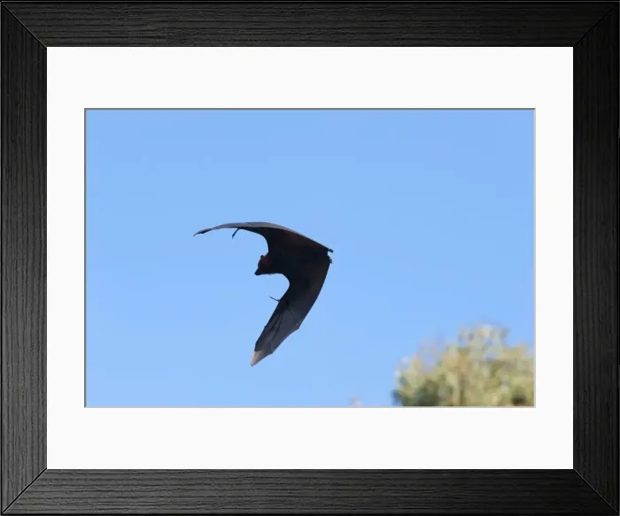 Framed Print : Picture No. 10947494 Framed Print : Picture No. 10947494