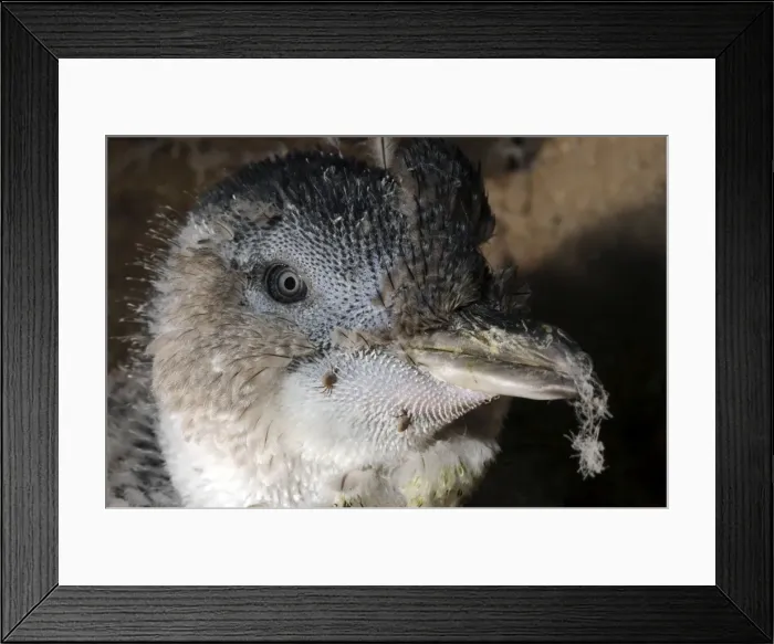 Framed Print : Picture No. 10947445 Framed Print : Picture No. 10947445