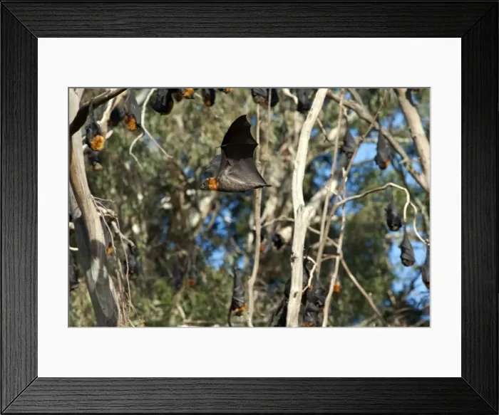 Framed Print : Picture No. 10947489 Framed Print : Picture No. 10947489