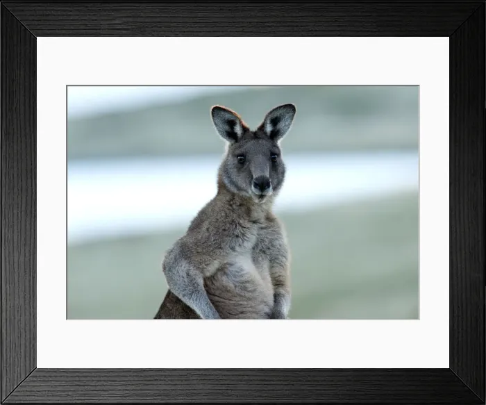 Framed Print : Picture No. 10947482 Framed Print : Picture No. 10947482
