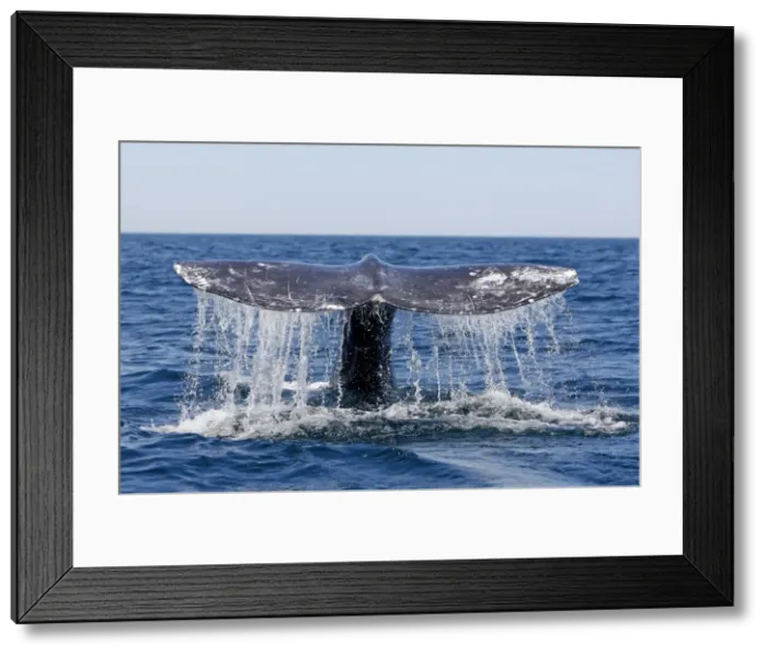 Framed Print : Picture No. 10947704 Framed Print : Picture No. 10947704