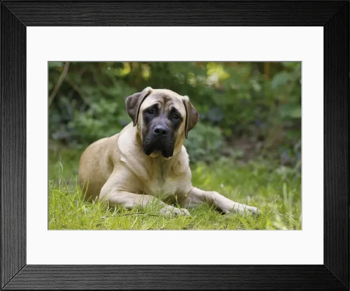 Framed Print : Picture No. 10922327