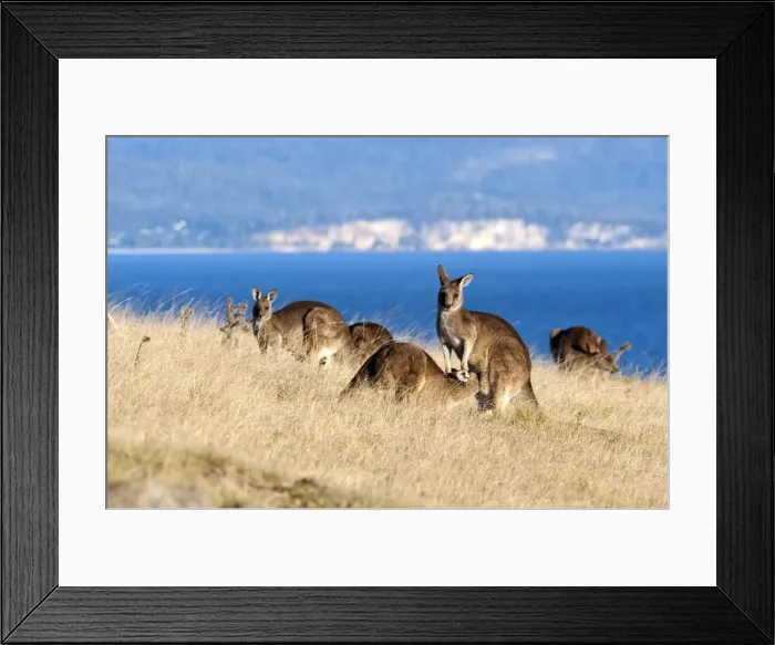 Framed Print : Picture No. 10947502 Framed Print : Picture No. 10947502