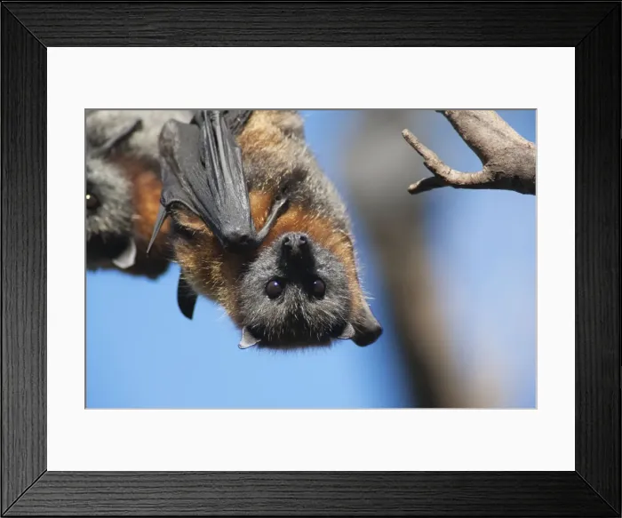 Framed Print : Picture No. 10947468 Framed Print : Picture No. 10947468
