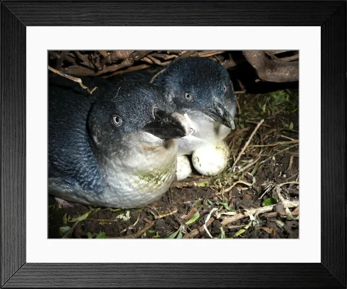 Framed Print : Picture No. 10947440 Framed Print : Picture No. 10947440