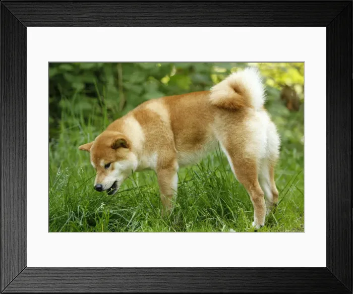 Framed Print : Picture No. 10922300 Framed Print : Picture No. 10922300