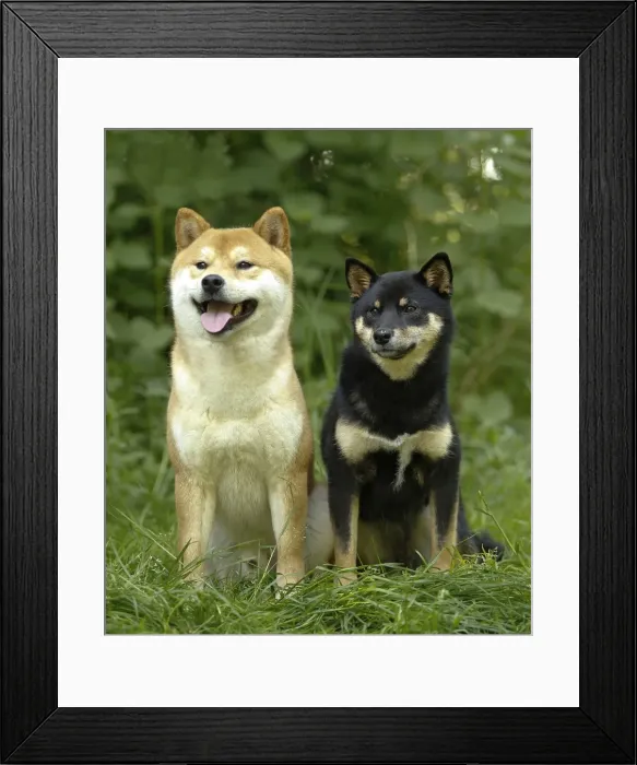 Framed Print : Picture No. 10922305 Framed Print : Picture No. 10922305