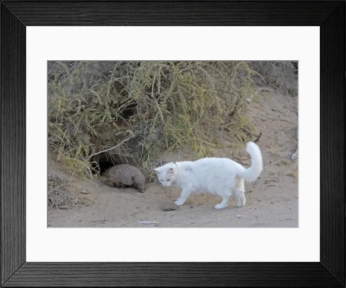 Framed Print : Picture No. 10947582 Framed Print : Picture No. 10947582