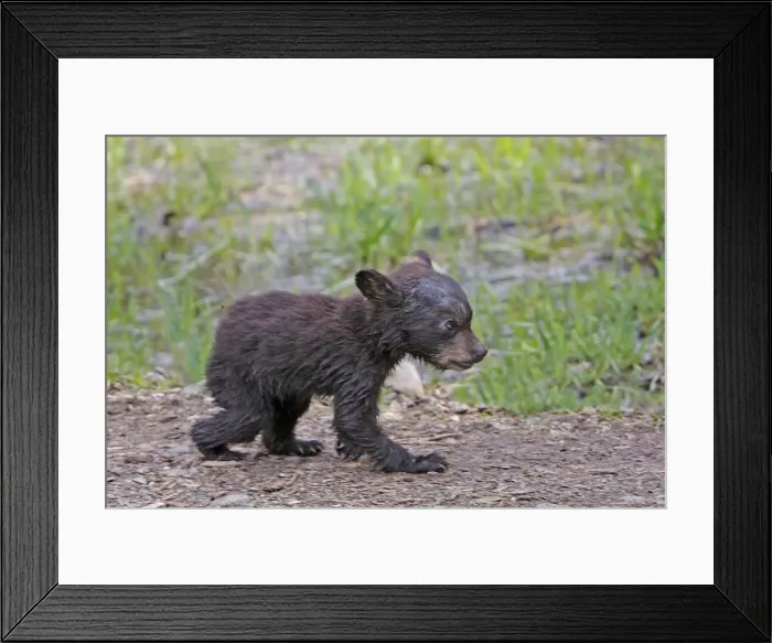 Framed Print : Picture No. 10947574 Framed Print : Picture No. 10947574