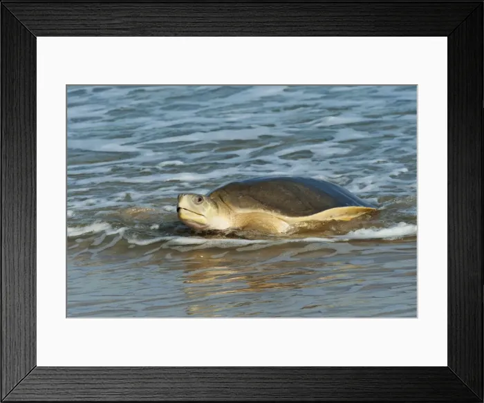 Framed Print : Picture No. 10947338