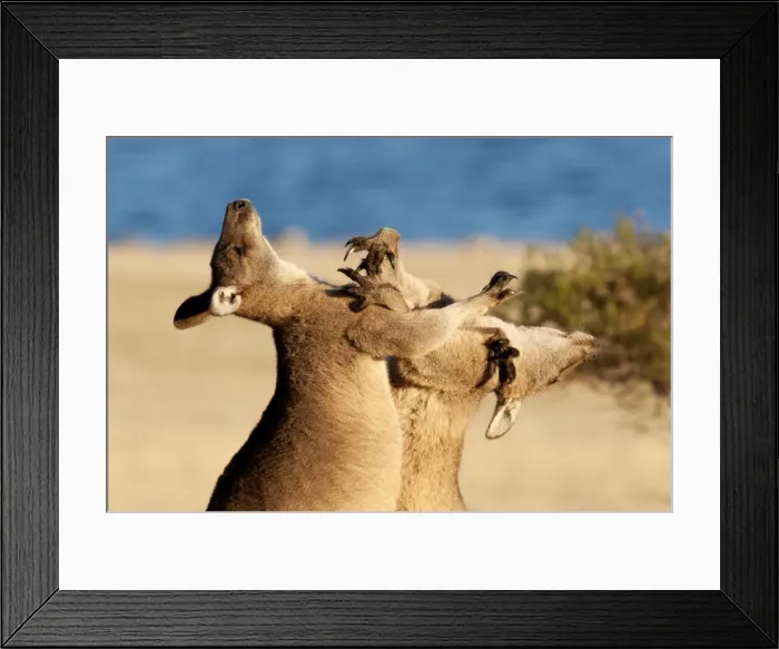 Framed Print : Picture No. 10947518 Framed Print : Picture No. 10947518