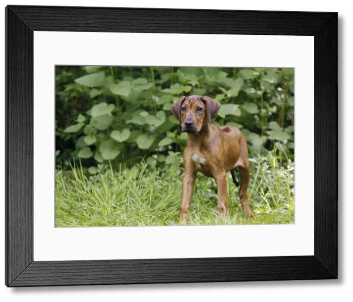 Framed Print : Picture No. 10922331 Framed Print : Picture No. 10922331