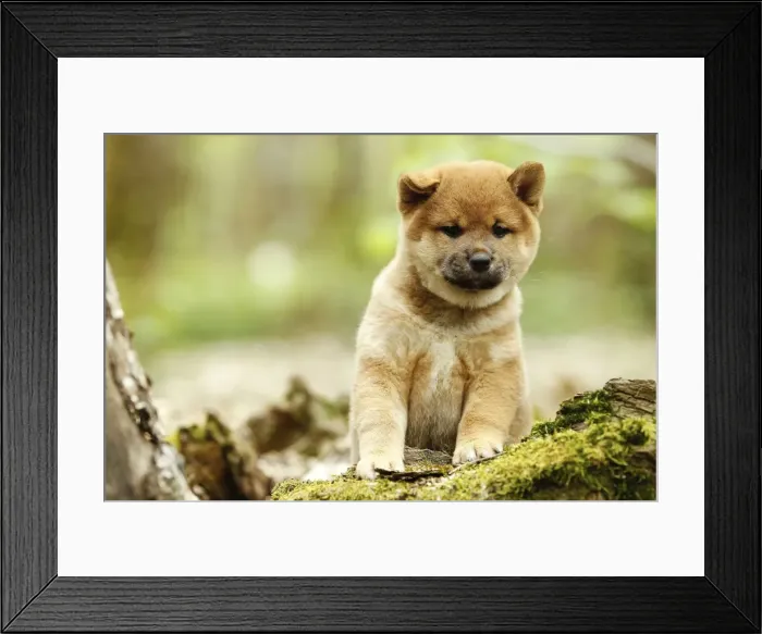 Framed Print : Picture No. 10922335 Framed Print : Picture No. 10922335