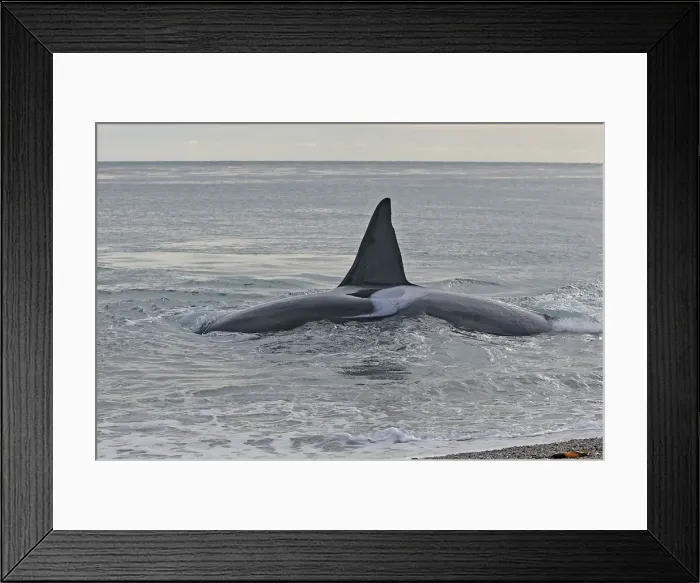 Framed Print : Picture No. 10947604 Framed Print : Picture No. 10947604