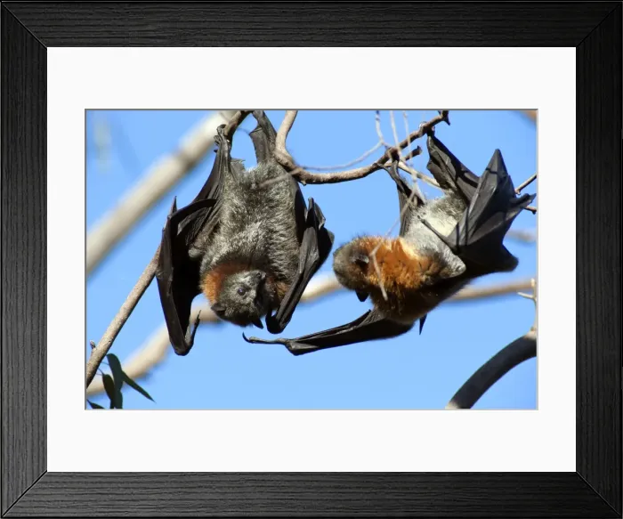 Framed Print : Picture No. 10947464 Framed Print : Picture No. 10947464