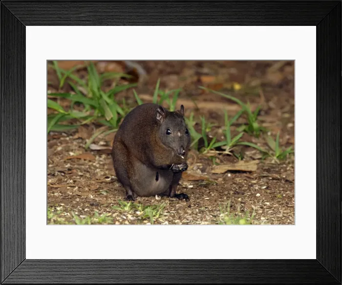 Framed Print : Picture No. 10947480 Framed Print : Picture No. 10947480