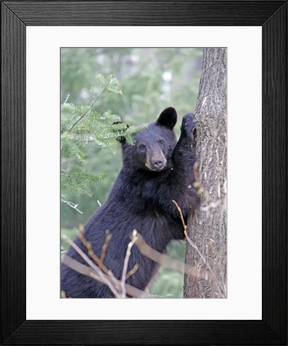 Framed Print : Picture No. 10947576 Framed Print : Picture No. 10947576