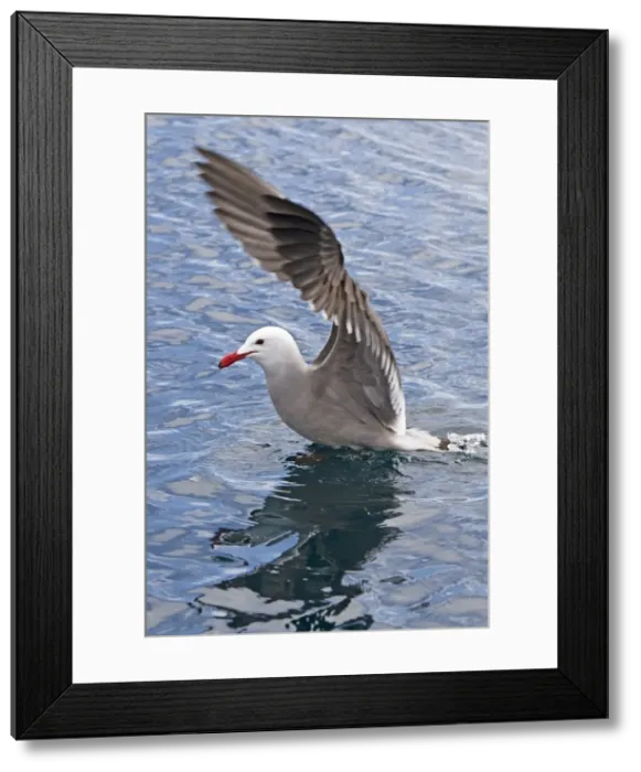 Framed Print : Picture No. 10947683 Framed Print : Picture No. 10947683