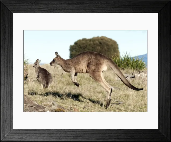 Framed Print : Picture No. 10947460