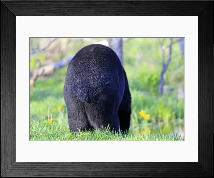Framed Print : Picture No. 10947577 Framed Print : Picture No. 10947577