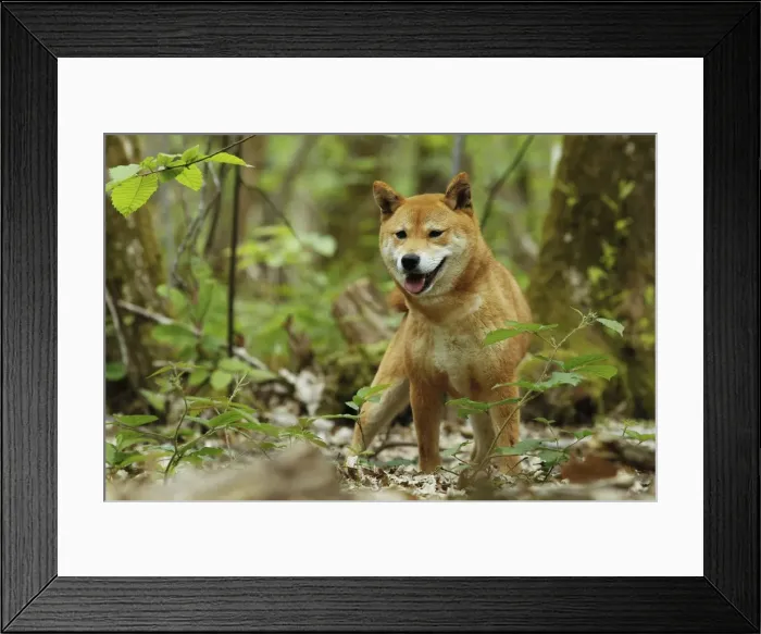 Framed Print : Picture No. 10922334 Framed Print : Picture No. 10922334