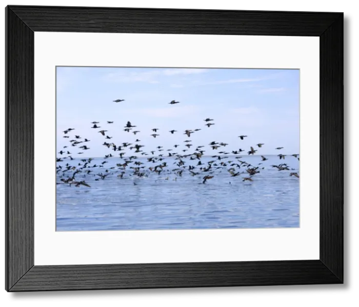 Framed Print : Picture No. 10947695 Framed Print : Picture No. 10947695