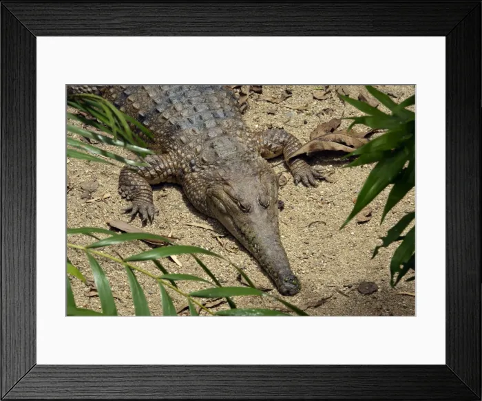 Framed Print : Picture No. 10947326 Framed Print : Picture No. 10947326