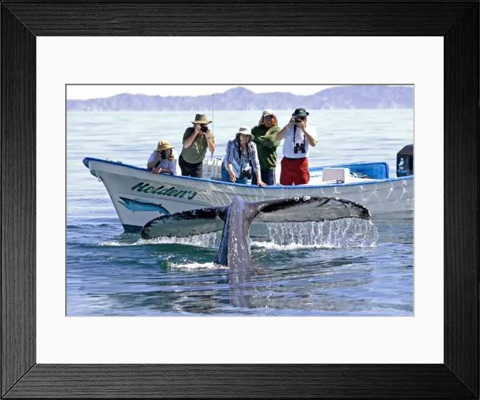 Framed Print : Picture No. 10947700 Framed Print : Picture No. 10947700