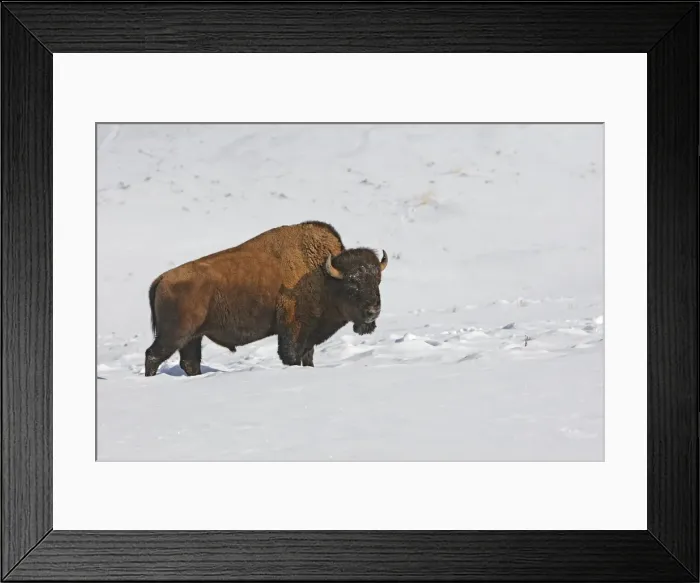 Framed Print : Picture No. 10947615 Framed Print : Picture No. 10947615