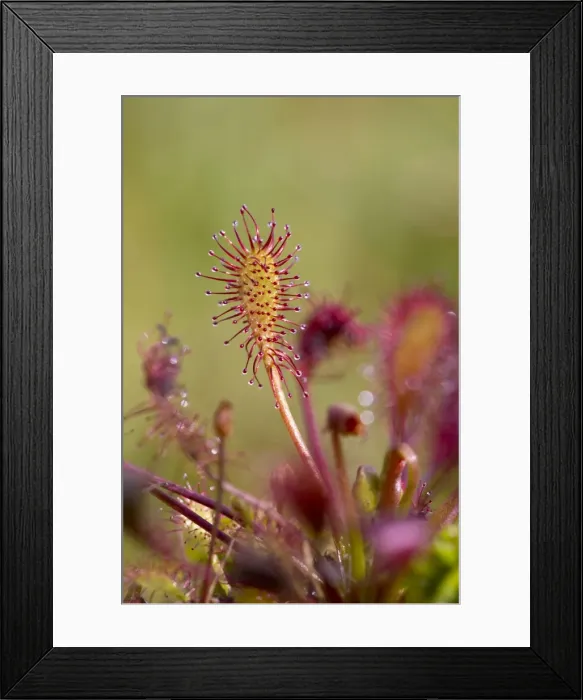 Framed Print : Picture No. 10947856 Framed Print : Picture No. 10947856