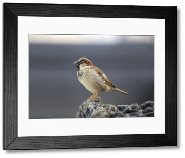 Framed Print : Picture No. 10947811 Framed Print : Picture No. 10947811