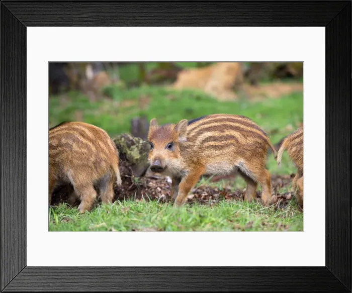 Framed Print : Picture No. 10922283 Framed Print : Picture No. 10922283