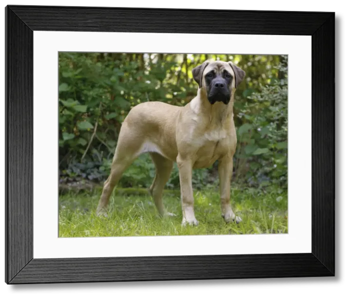 Framed Print : Picture No. 10922324 Framed Print : Picture No. 10922324