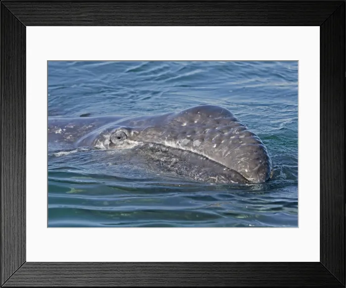 Framed Print : Picture No. 10947688 Framed Print : Picture No. 10947688
