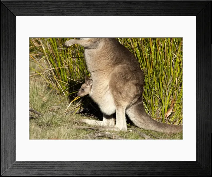 Framed Print : Picture No. 10947522 Framed Print : Picture No. 10947522
