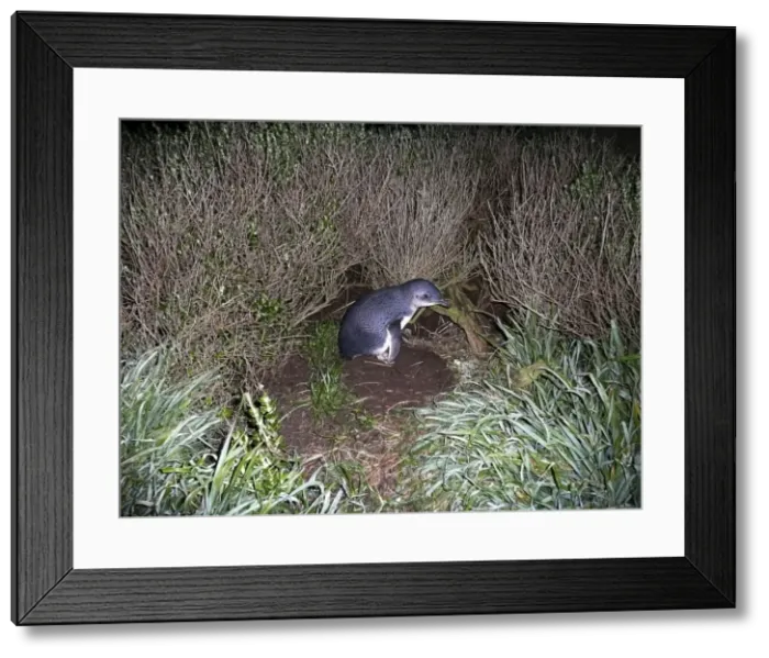 Framed Print : Picture No. 10947446 Framed Print : Picture No. 10947446