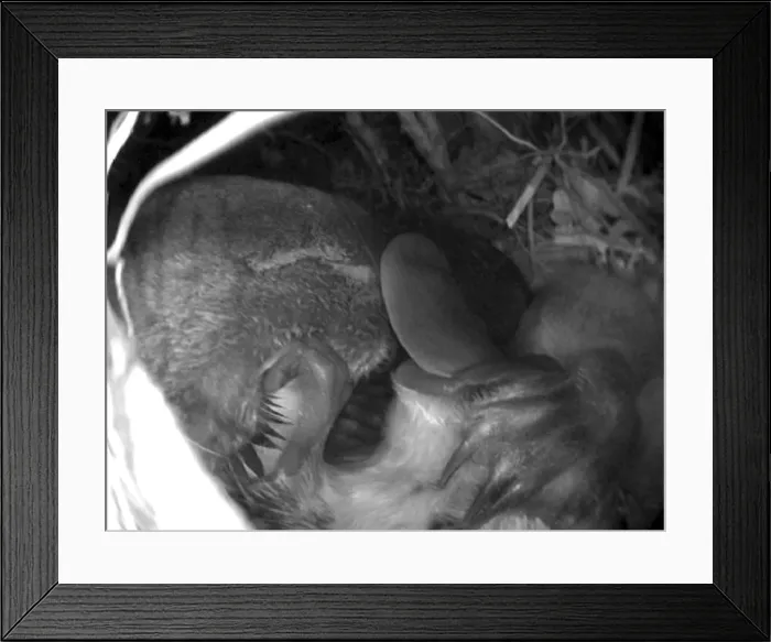 Framed Print : Picture No. 10947455 Framed Print : Picture No. 10947455