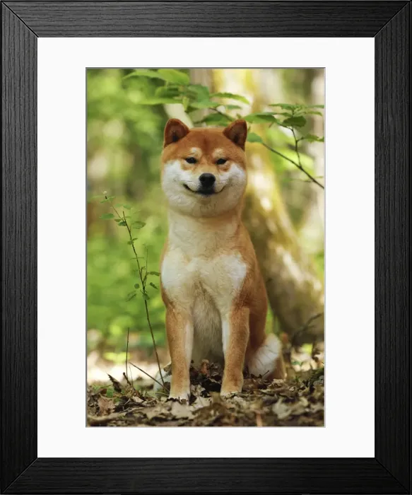 Framed Print : Picture No. 10922296 Framed Print : Picture No. 10922296