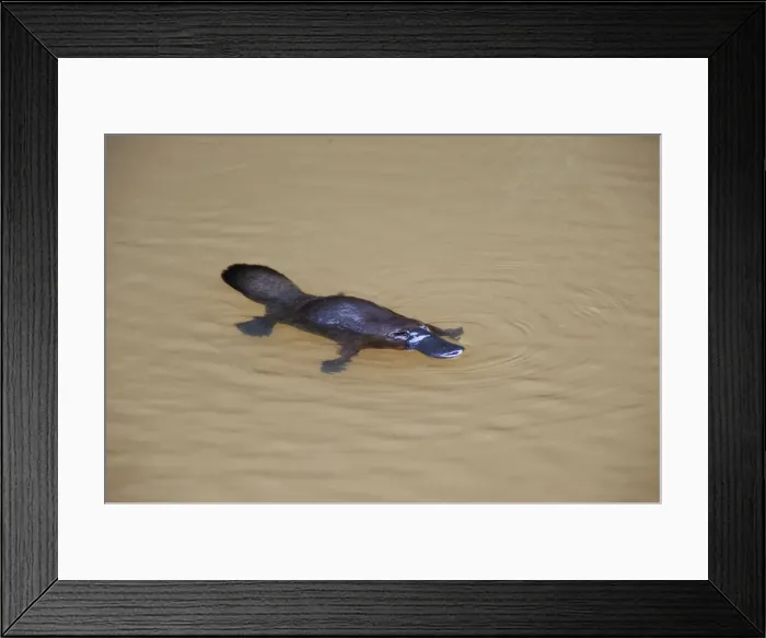Framed Print : Picture No. 10947504 Framed Print : Picture No. 10947504