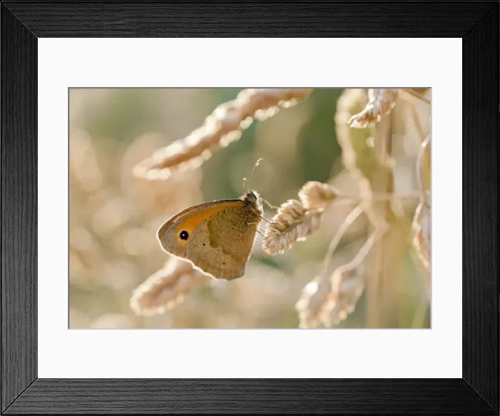 Framed Print : Picture No. 10947844 Framed Print : Picture No. 10947844