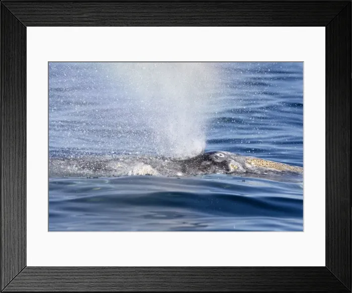 Framed Print : Picture No. 10947679 Framed Print : Picture No. 10947679