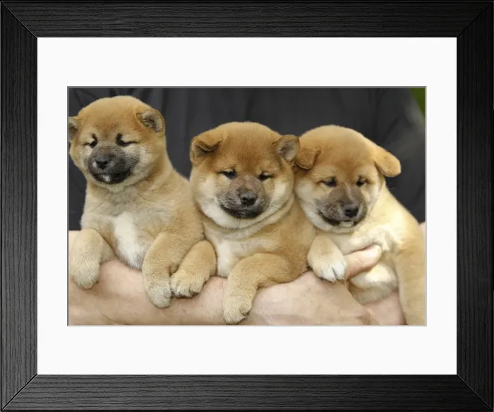 Framed Print : Picture No. 10922318 Framed Print : Picture No. 10922318